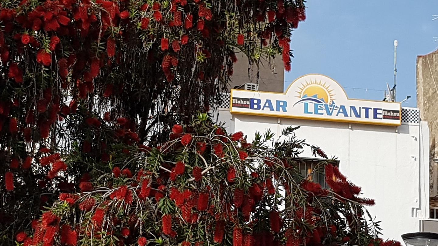 Bar Levante - restaurante en Benicarló, Castellón, España